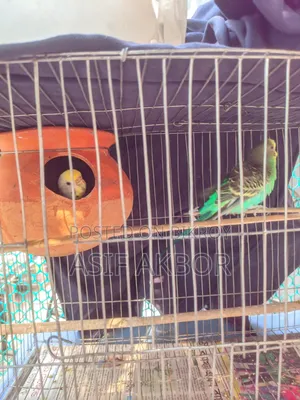 Budgerigar Bird Master Pair