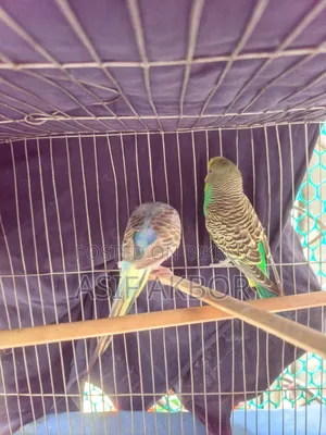 Budgerigar Bird Master Pair