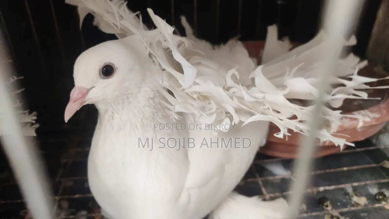 White Fantail