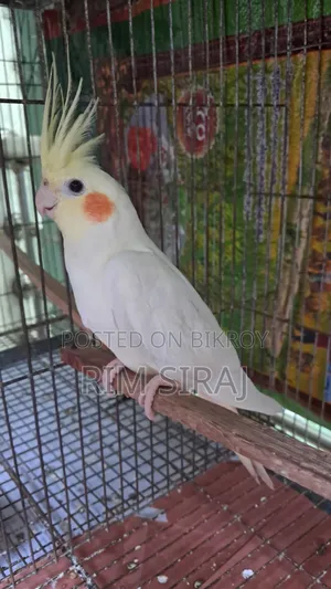 Cockatiel Bird