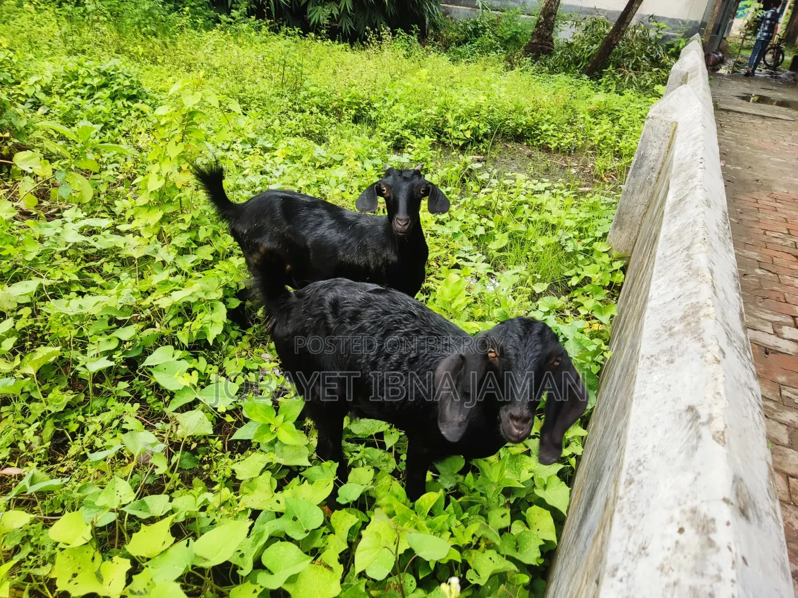 Black Bengal Goats