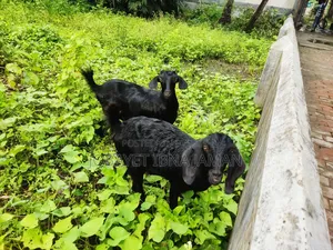 Black Bengal Goats
