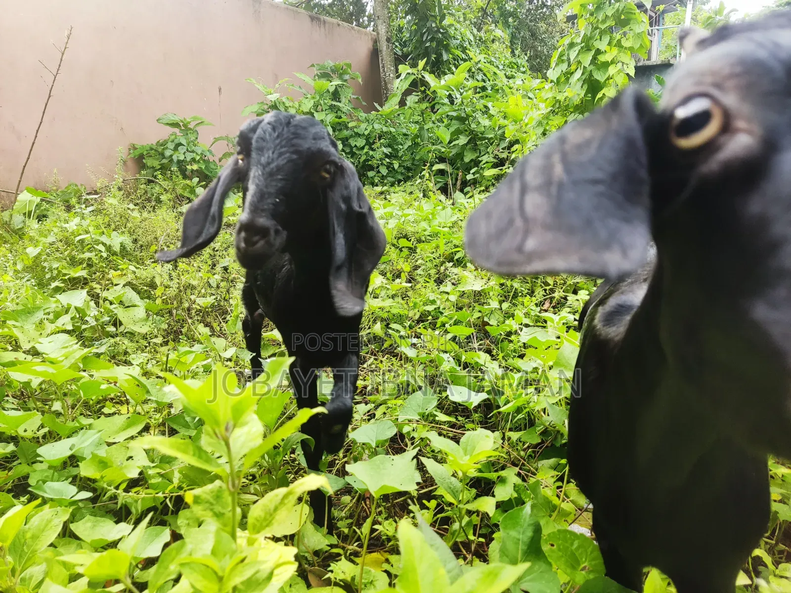Black Bengal Goats