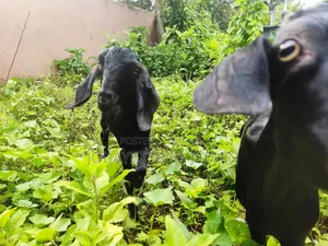 Black Bengal Goats