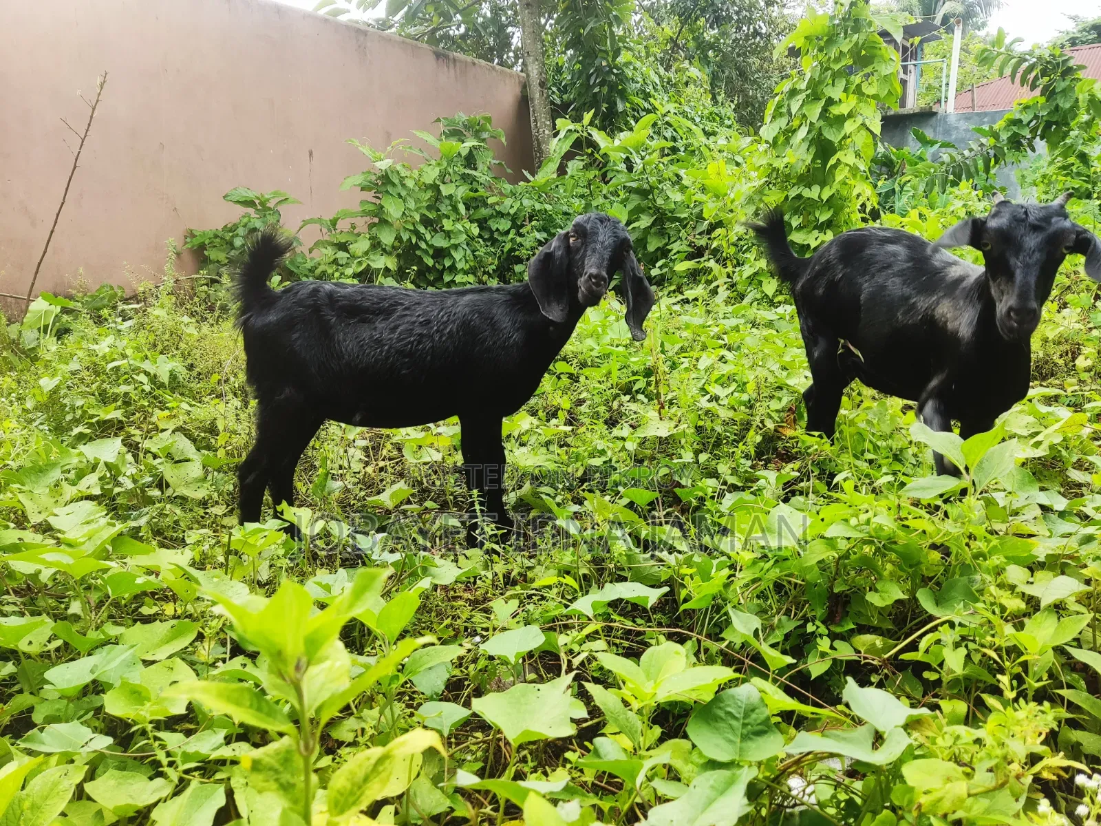 Black Bengal Goats