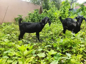 Black Bengal Goats