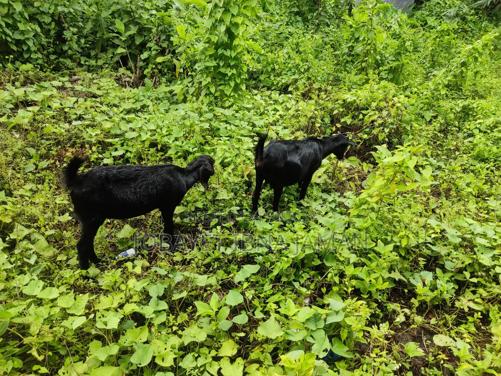 Black Bengal Goats