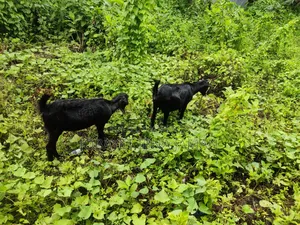 Black Bengal Goats