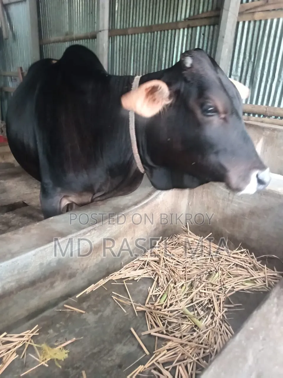 Deshi Bull Cow
