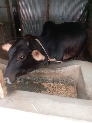 Deshi Bull Cow