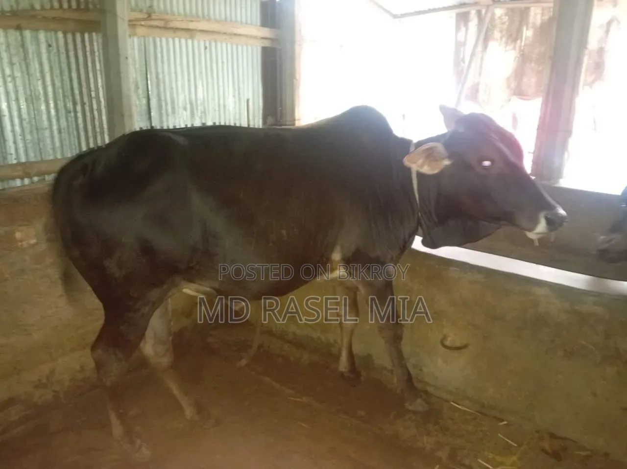 Deshi Bull Cow