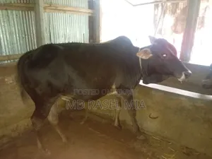 Deshi Bull Cow