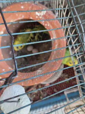 Budgie bird pair with eggs