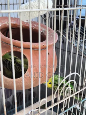 Budgie bird pair with eggs