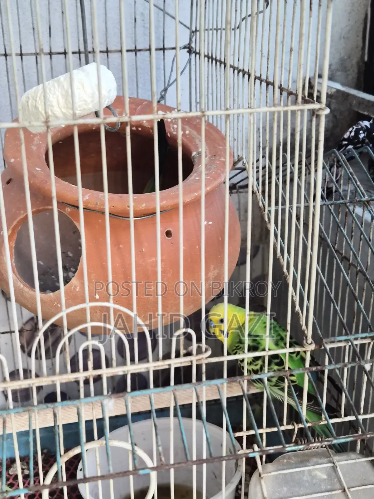 Budgie bird pair with eggs