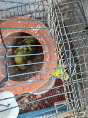Budgie bird pair with eggs