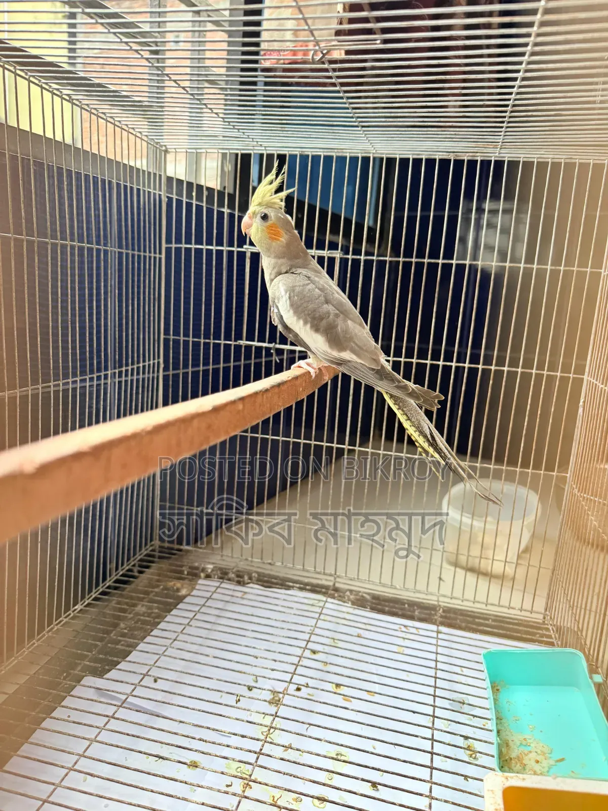 Cocktail Running Female