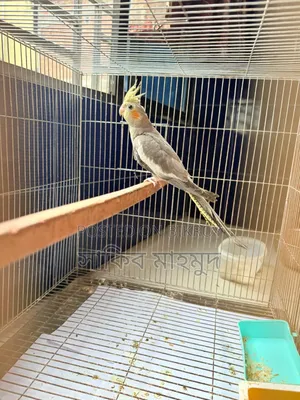Cocktail Running Female