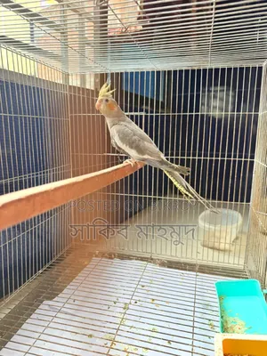 Cocktail Running Female
