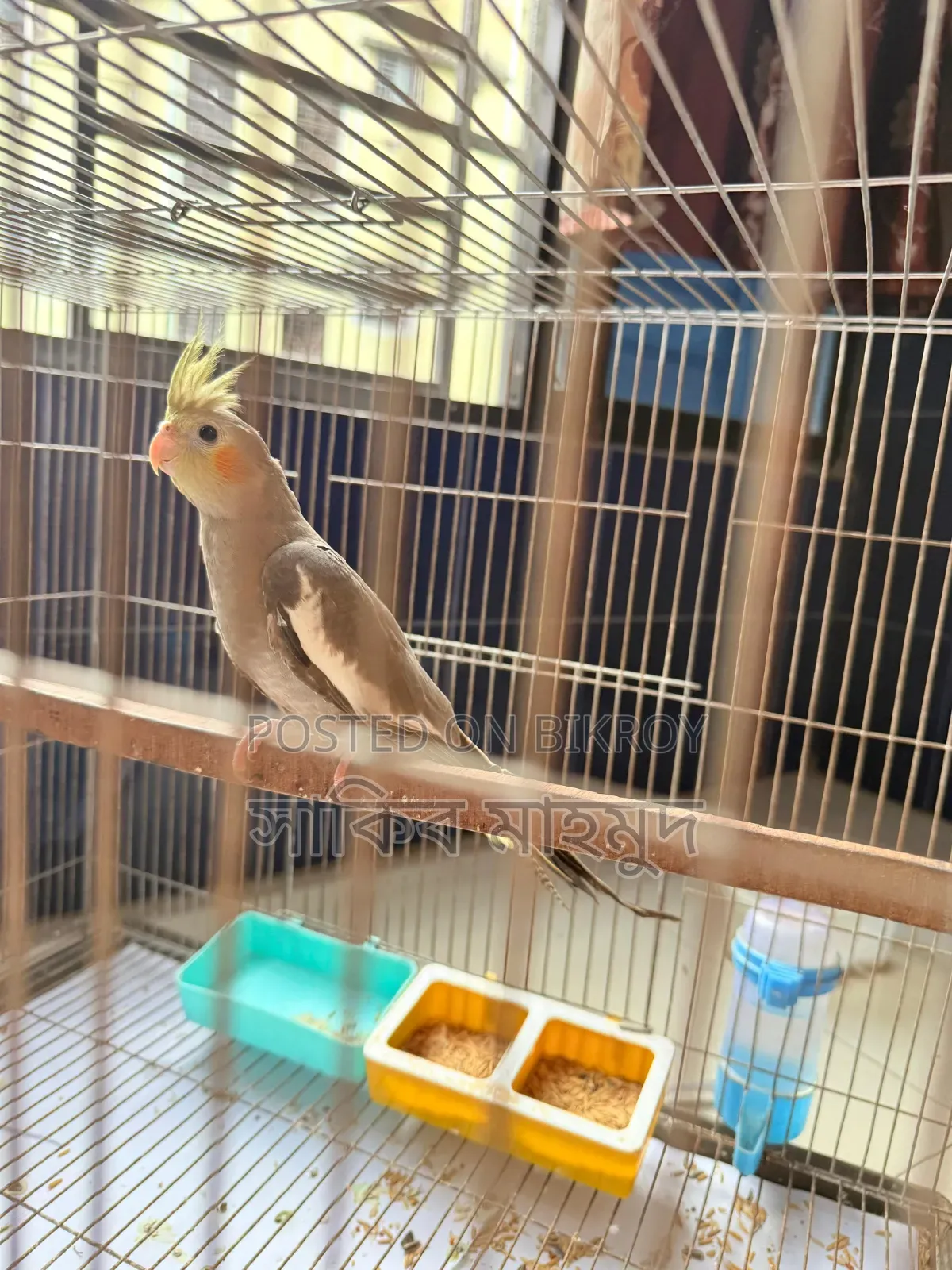 Cocktail Running Female