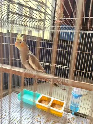 Cocktail Running Female
