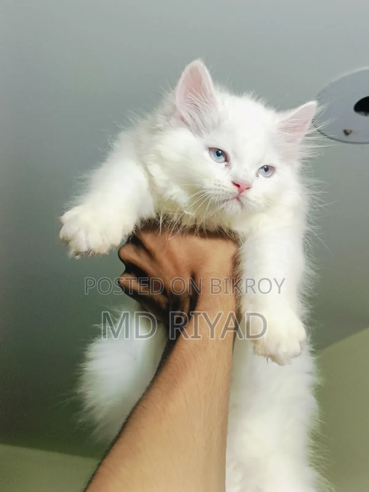 1-3 Months Female Purebred Persian