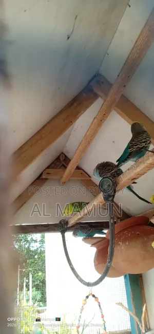 কিছু বাজিগর পাখি বিক্রি হবে
