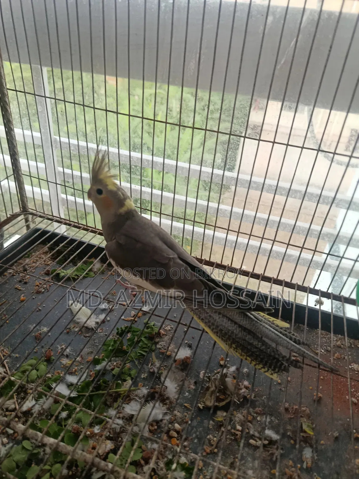 Grey Pied Cockatiel (Single Bird) – Sale Post