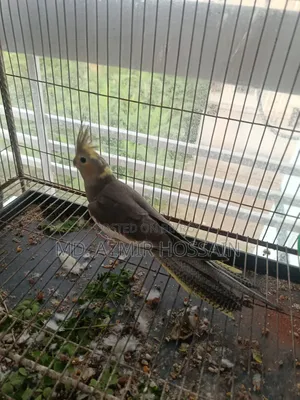 Grey Pied Cockatiel (Single Bird) – Sale Post