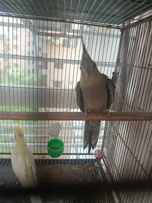 Grey Pied Cockatiel (Single Bird) – Sale Post