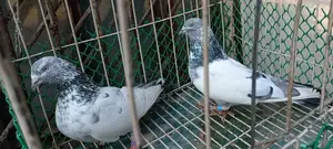 Pankhi - Jhuma Kata Moni