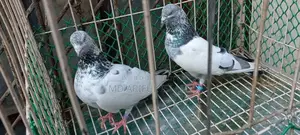 Pankhi - Jhuma Kata Moni
