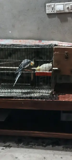 A pair of running Cockatiel birds. To be sold with the complete bird setup.