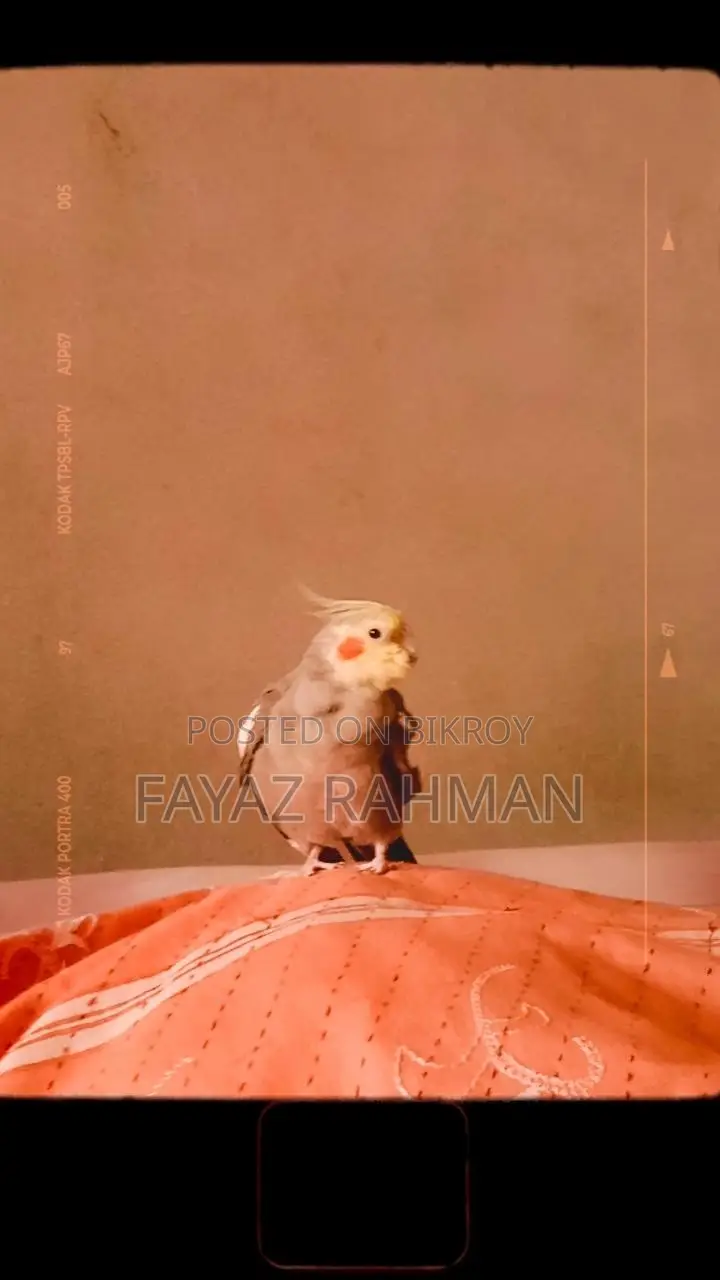 A pair of running Cockatiel birds. To be sold with the complete bird setup.
