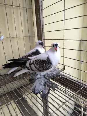 Shallow Pigeon (Blue Spangle one and a half month old chick)