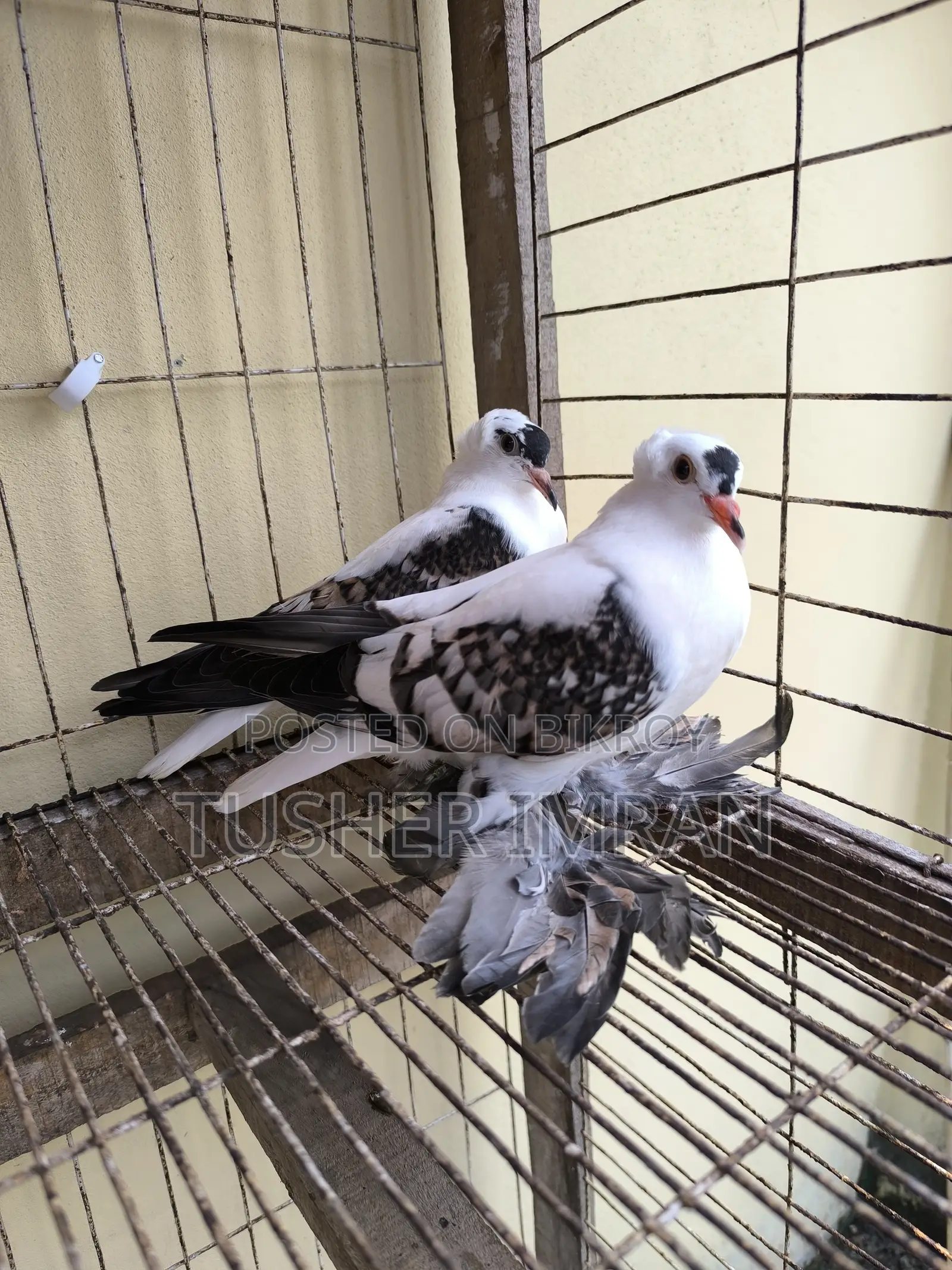 Shallow Pigeon (Blue Spangle one and a half month old chick)