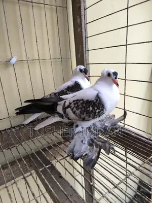 Shallow Pigeon (Blue Spangle one and a half month old chick)