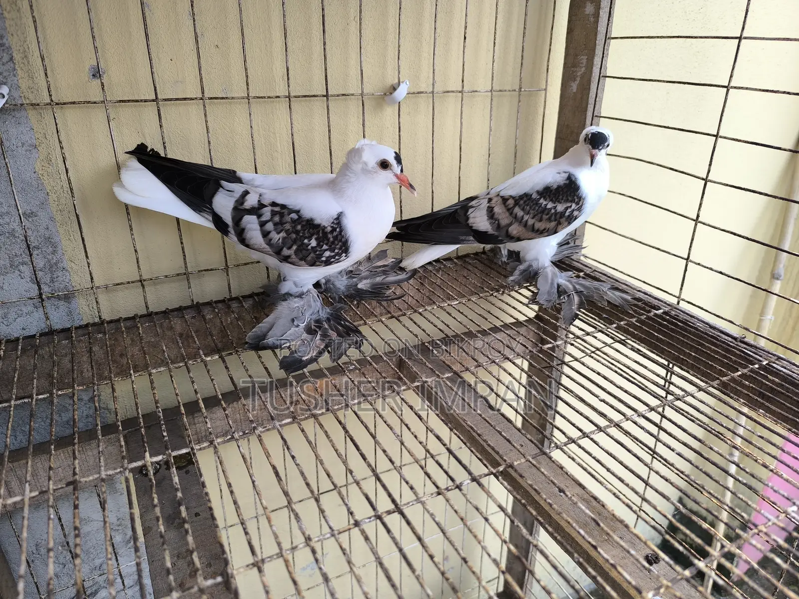 Shallow Pigeon (Blue Spangle one and a half month old chick)