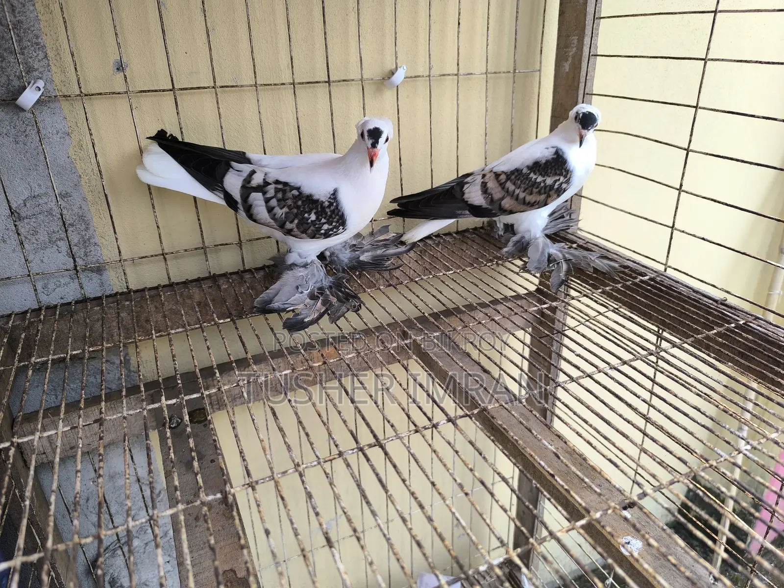 Shallow Pigeon (Blue Spangle one and a half month old chick)