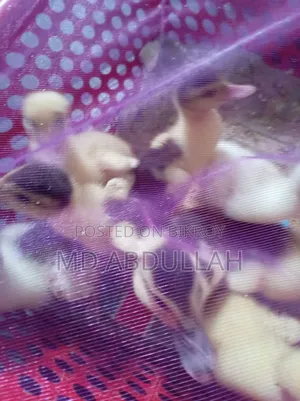 Chinese Ducklings