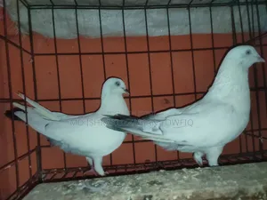Caldome running pair