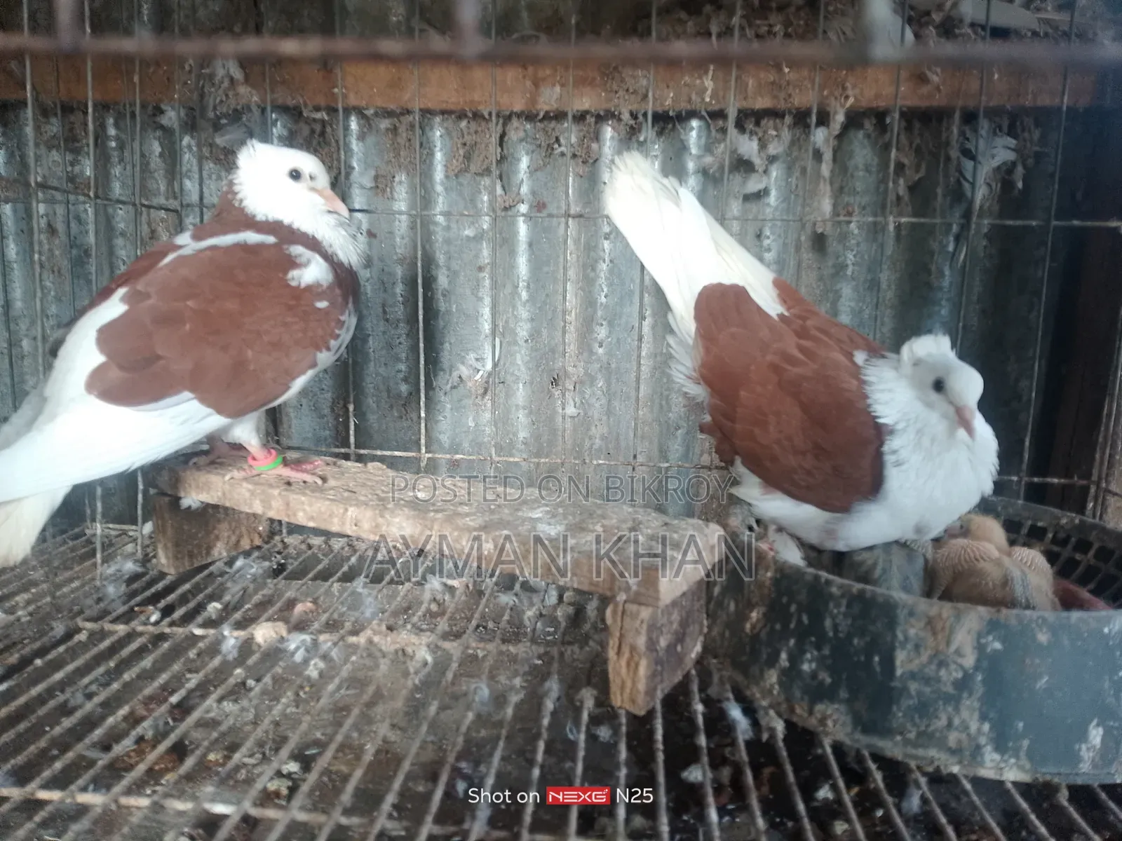 Chila Bangla Pigeon