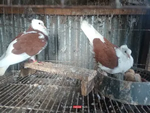 Chila Bangla Pigeon