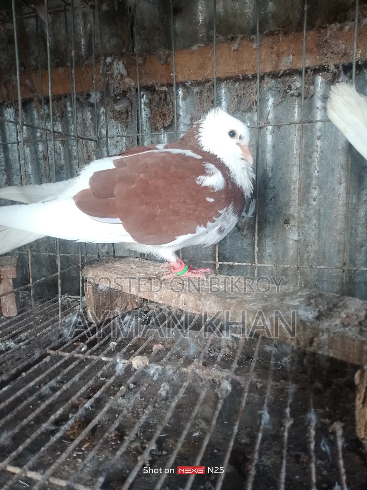 Chila Bangla Pigeon