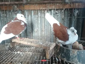 Chila Bangla Pigeon