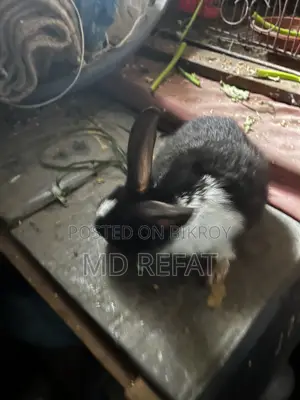 খরগোশ বিক্রয় করবো।