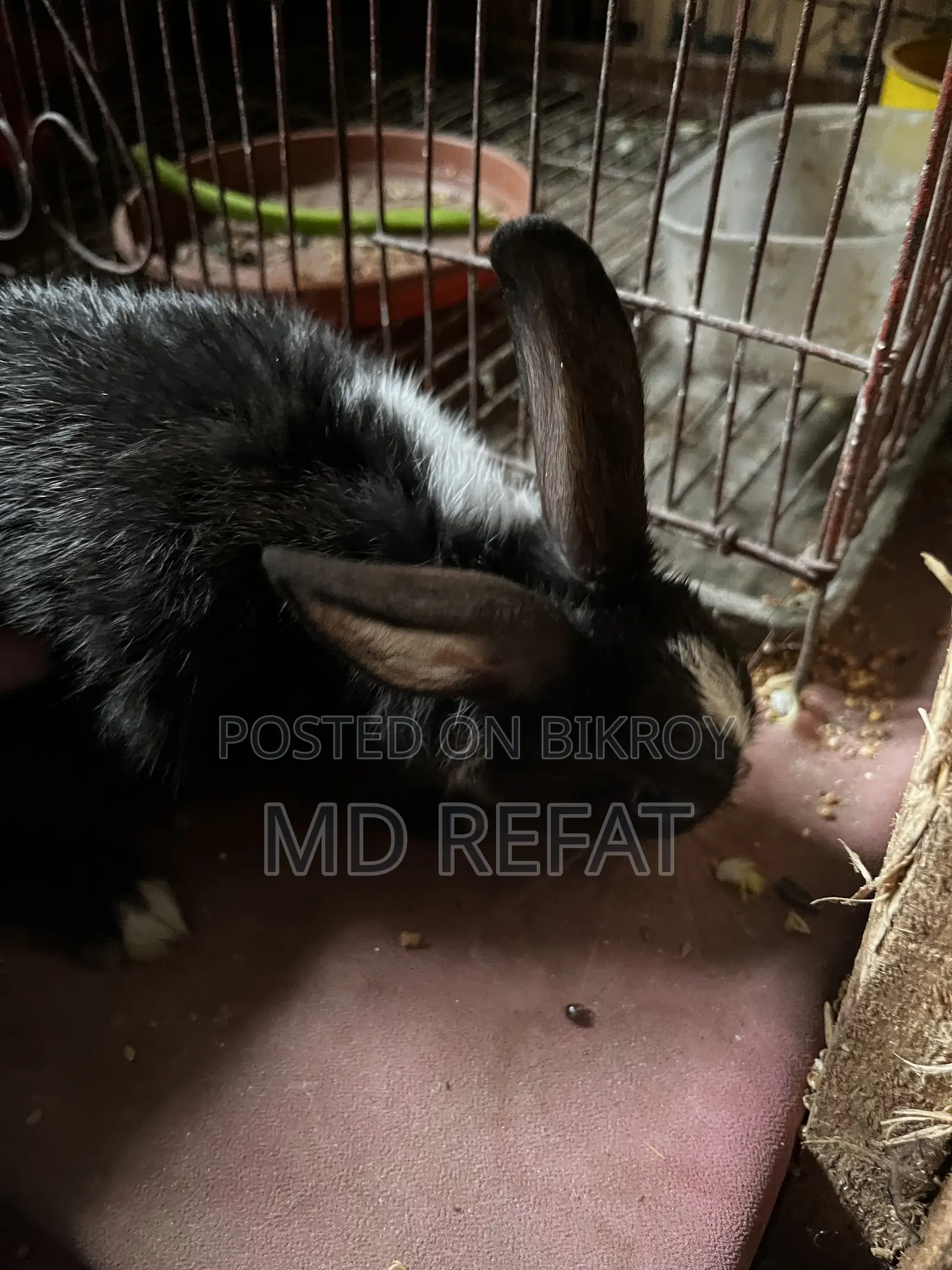খরগোশ বিক্রয় করবো।