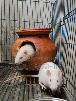 Albino Lab Rats.