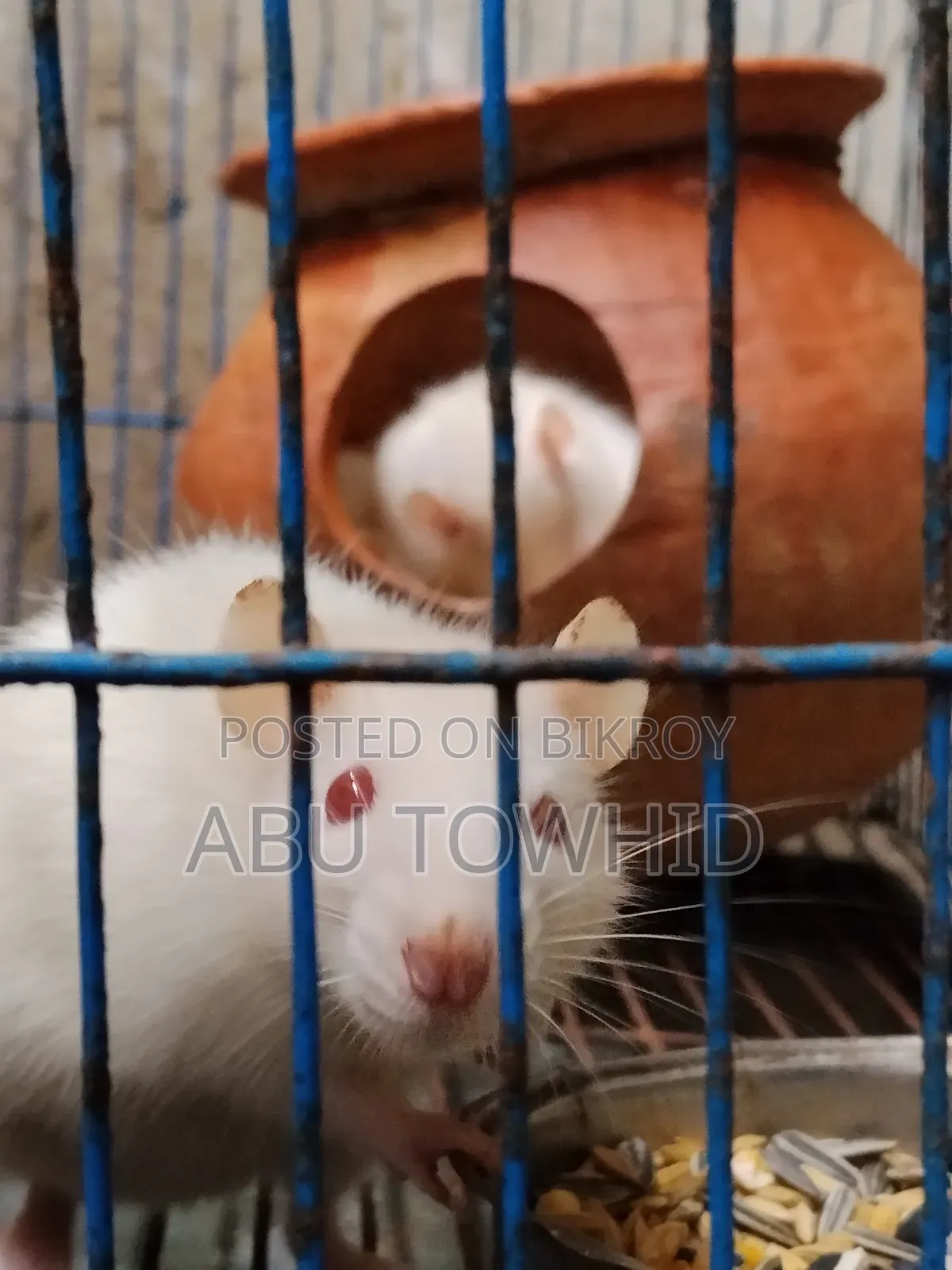 অ্যালবিনো ল্যাব র‍্যাট
