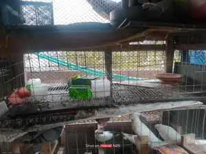 GI Wire Cage